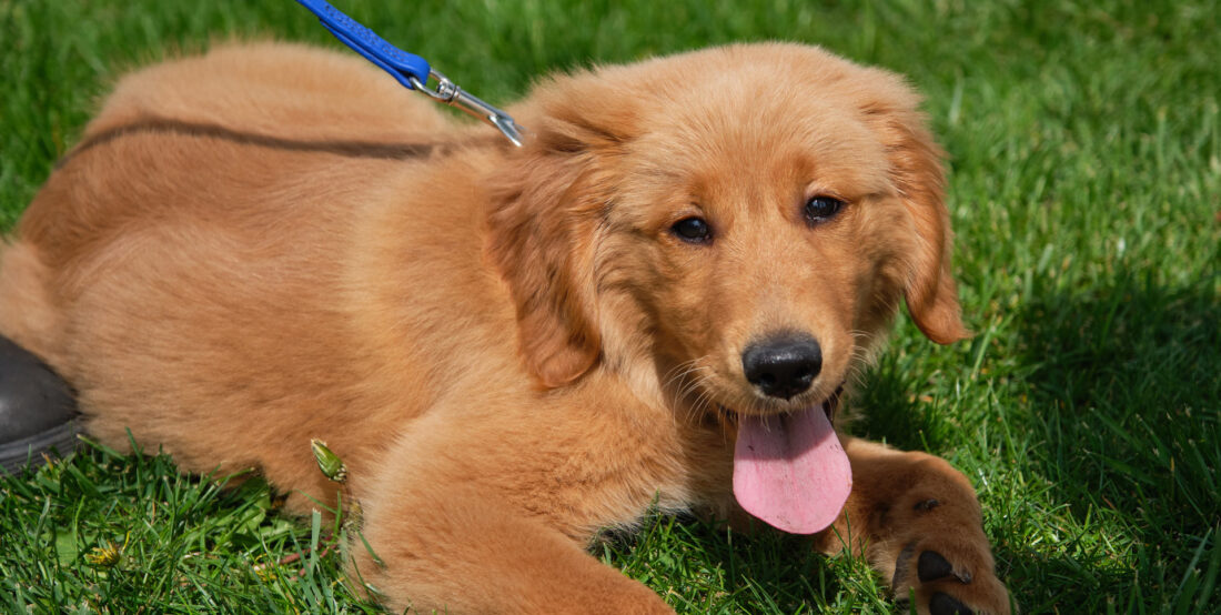 Goshen MIH: Mental Health, Addiction Recovery, and Homelessness Support  