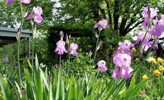 College Farm Neighborhood - spring scene