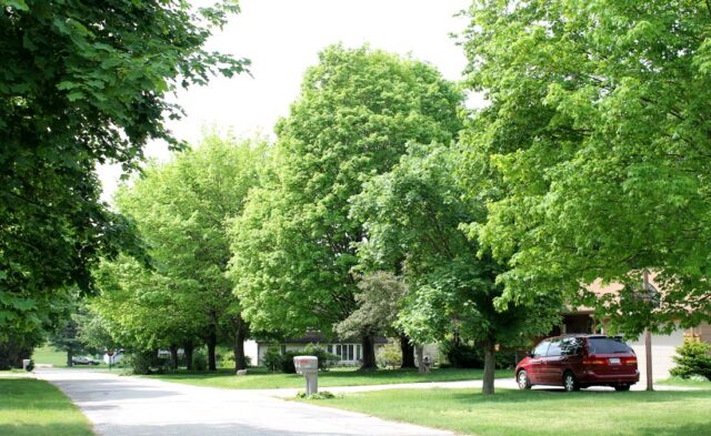 Maplecrest Neighborhood - tree lined street Maplecrest Neighborhood - tree lined street
