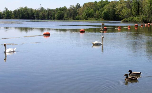 Historic Racemere Peninsula Neighborhood - the Goshen Dam Pond