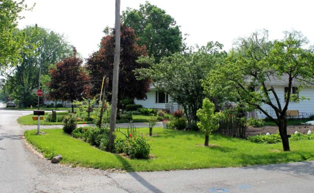 Rieth Park Neighborhood - summer scene