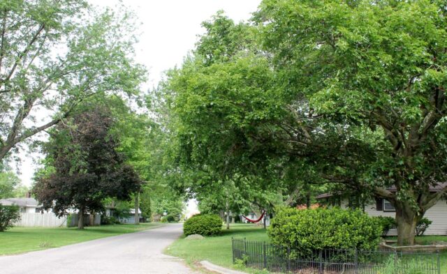 Rieth Park Neighborhood - summer scene